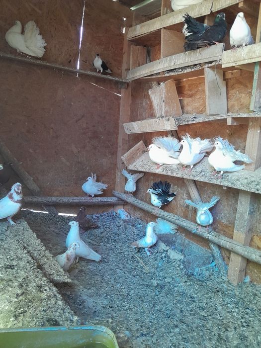 Vând porumbei înfoiati și jucători de botosani