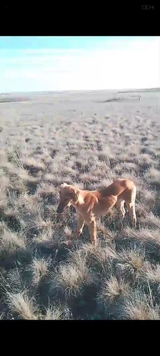 Тазы шашақ еркек