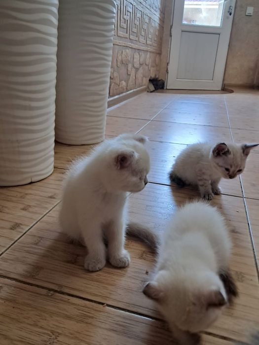 Котята шотландские