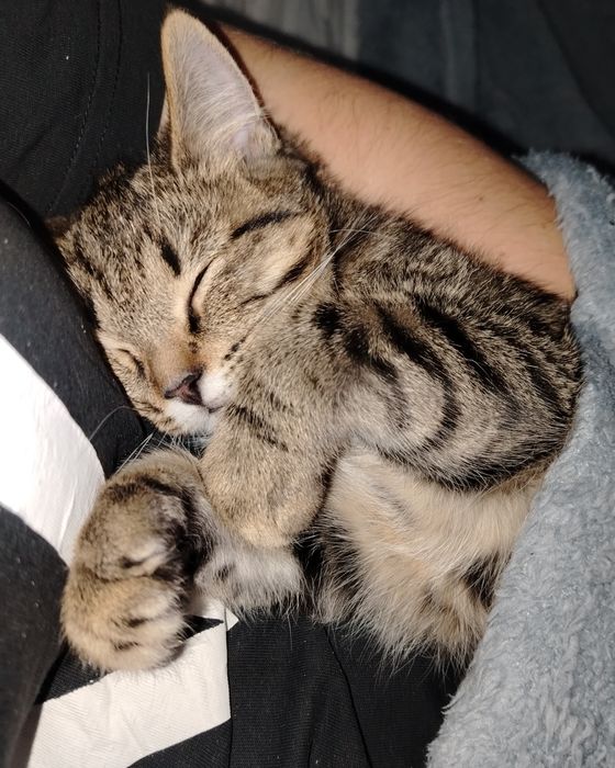 Пристраивается котенок бесплатно