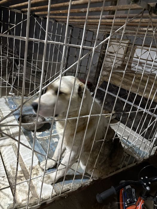 Зотдор Туркман алабайи срочно сотилади. Ёши 1 га тўлади энди