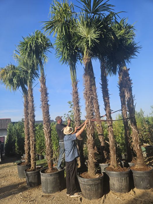 Bambus  laur englezesc