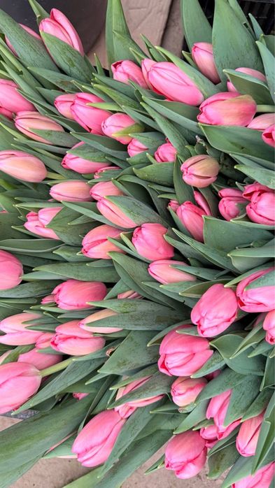 Тюльпаны из парника