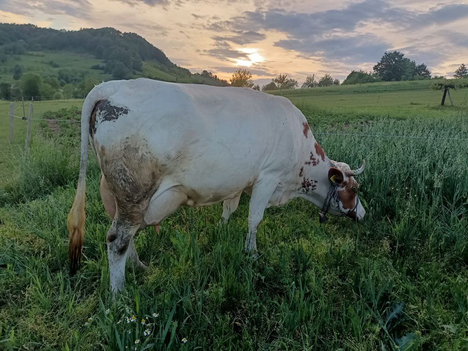Vând vaca balțata românească