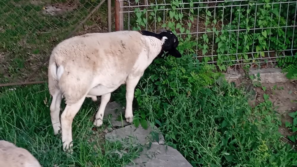 Berbecuț dorper  e bun de monta