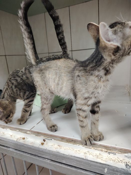 Отдадим котят в хорошие руки