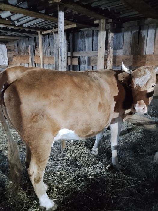 Продам коров на откорме