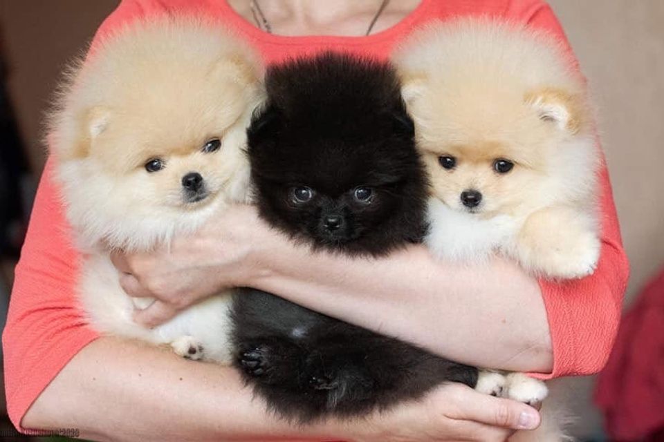 Продаются щенки шпица