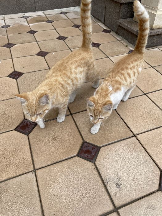 Котята бесплатно