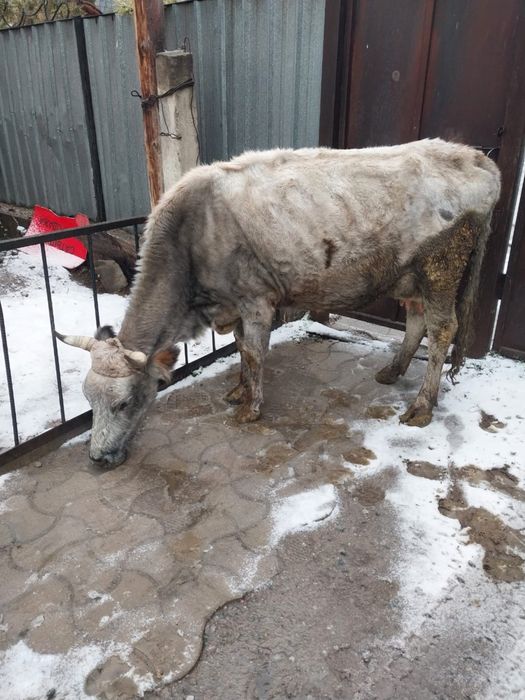 Сиыр сатам жуас