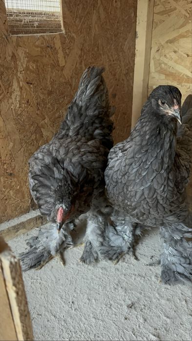 Familie brahma albastru  3+1