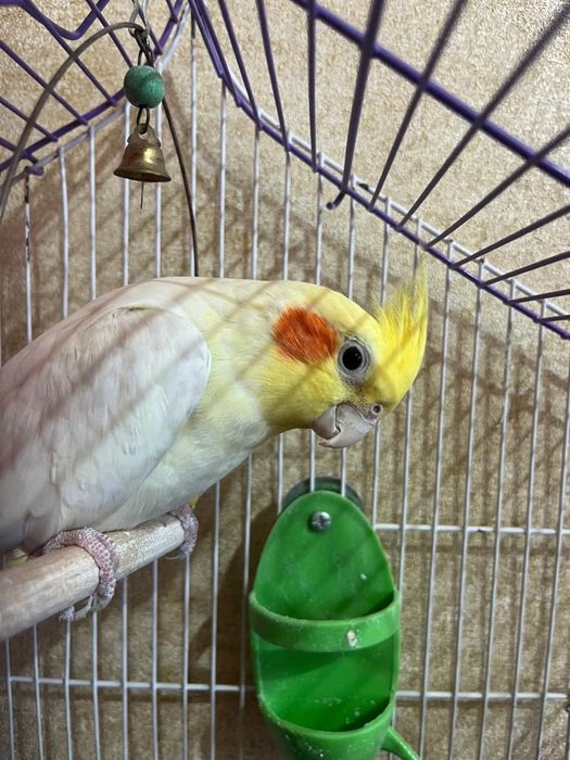 Продам попугая корелла