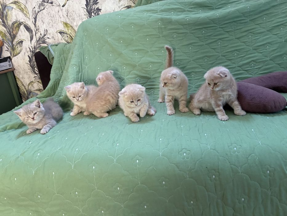 Pisici scottish fold si scottish straight