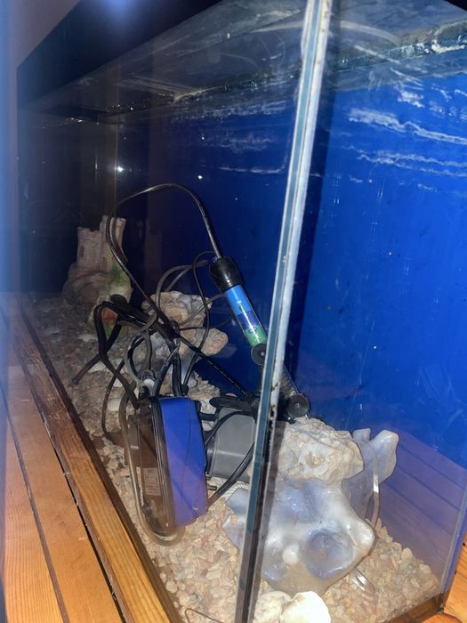 Akvarium baliq dekorativ