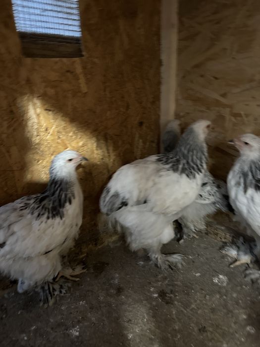 Familie brahma hd tineret