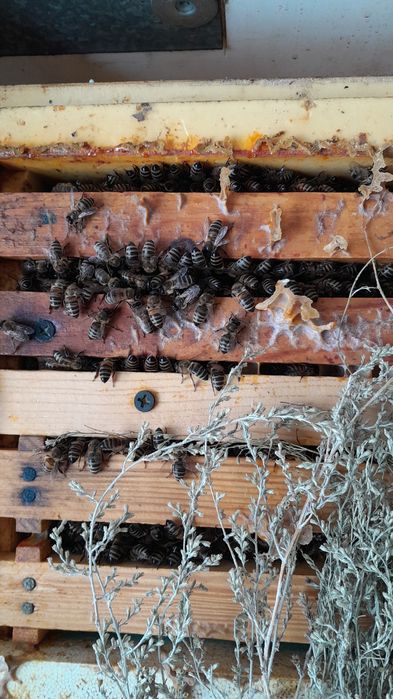 Пчёлы, пчелопакеты