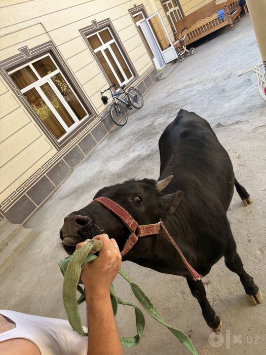 Boqma novvoz sotiladi