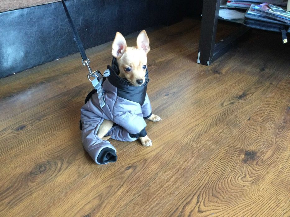 НОВ топъл сив зимен гащеризон за куче от Италия S и M размер