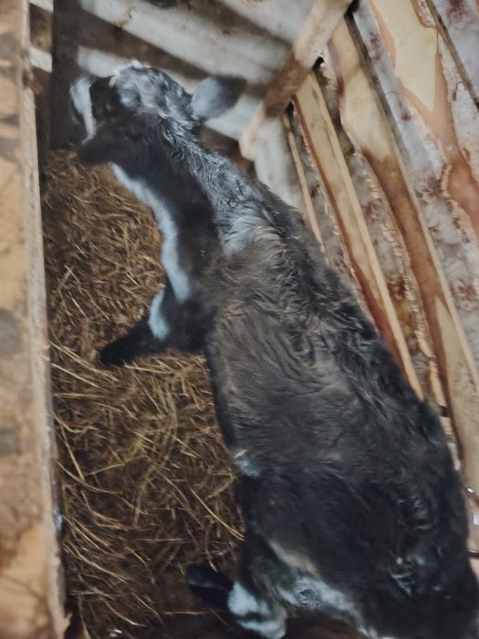 Продам бычка 3 дня