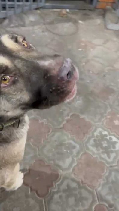 Пропала собака!  ​Помогите найти друга!