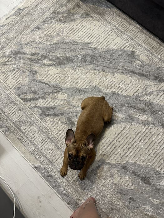 Французский бульдог мальчик