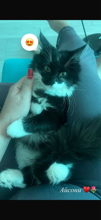 Отдам котенка в добрые руки