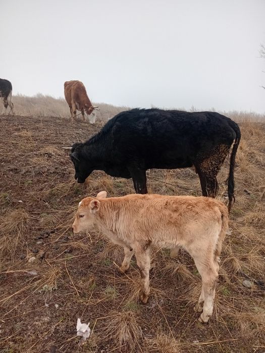 Сиыр бұзаулы құнажын