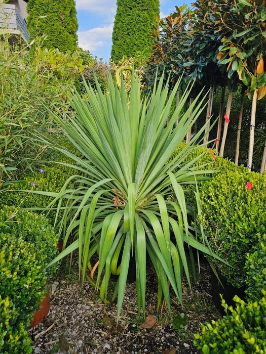 Vând plante ornamentale