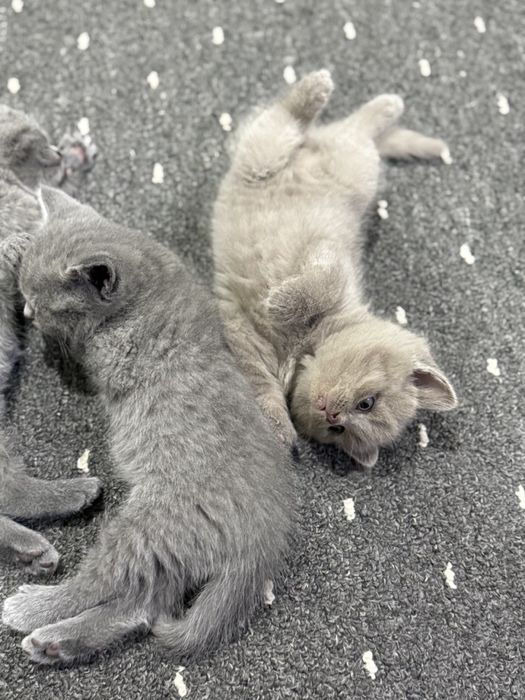 Британсике котята
