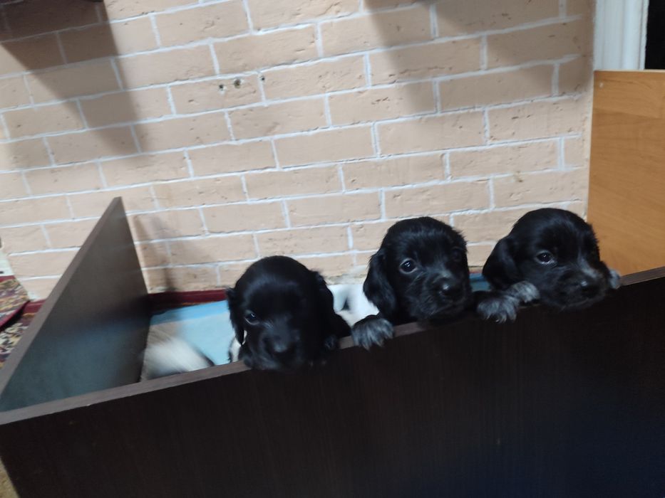 Продам щенят спаниеля