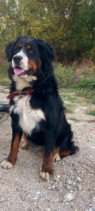 Donez femela Ciobanesc de Berna