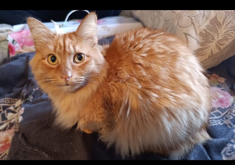 Котик  ищет  дом