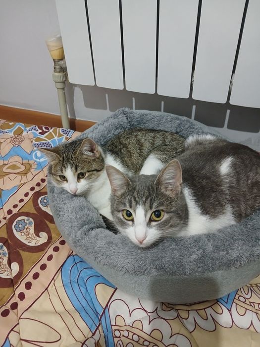 В добрые руки двух кошек