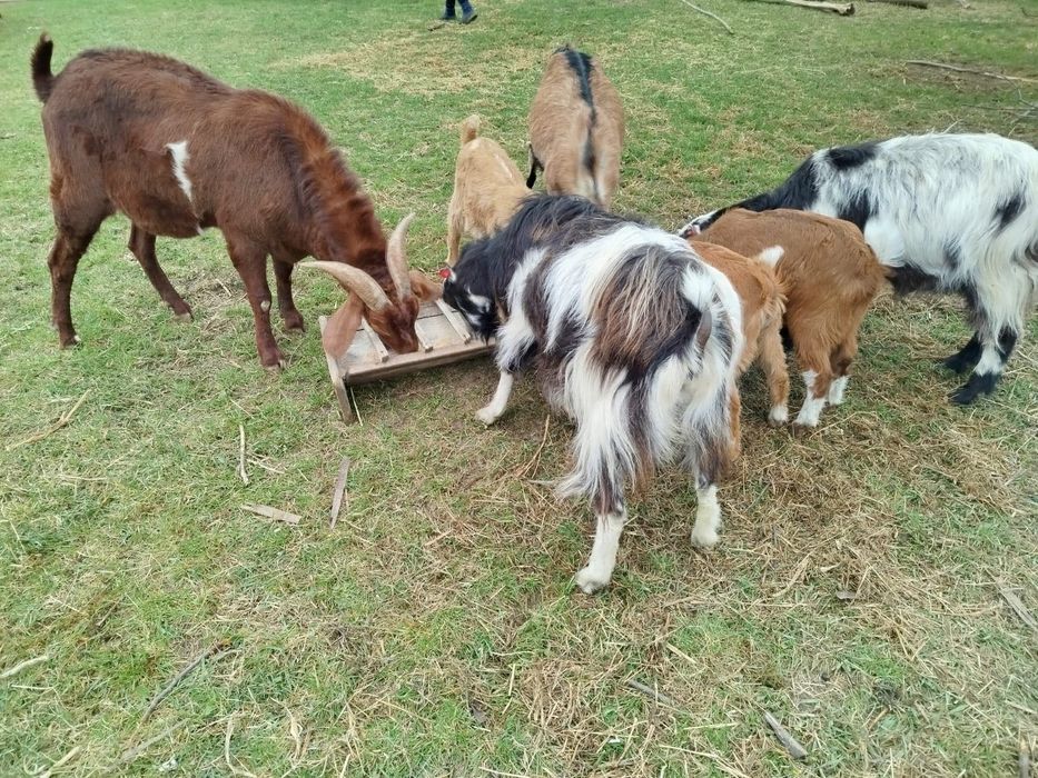 Vând 3 capre un țap și 6 iezisori