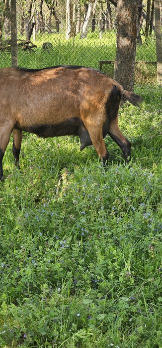Vand 2 țapi Alpini Francezi
