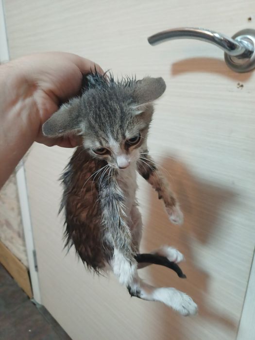Отдам котят отдам