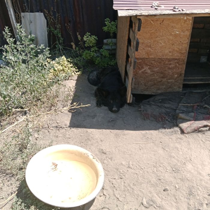 Отдам овчарку в добрые руки