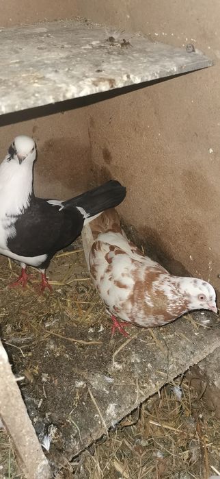 Porumbei diverse rase