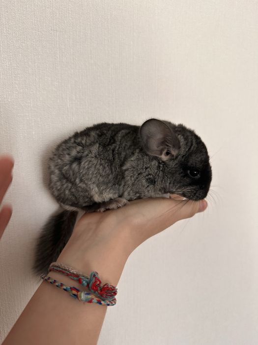 Шиншиллы 2 месяца.