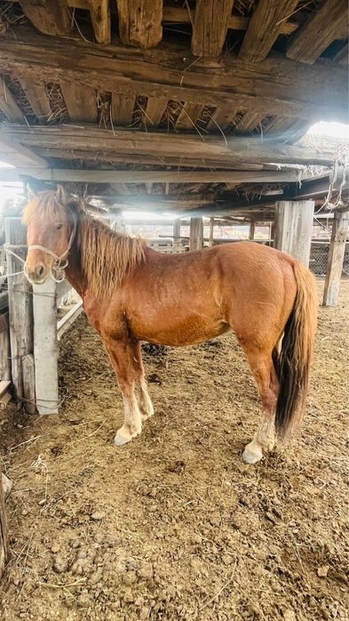 Айғыр сатамын 10 жасар