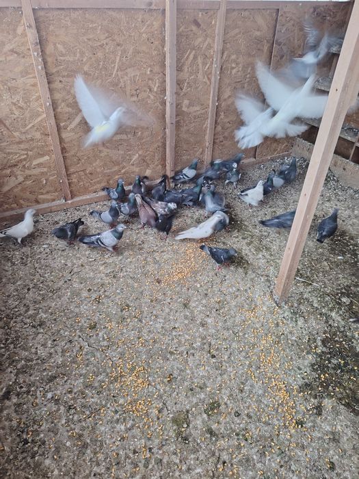 Vând porumbei  diferite culori