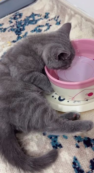 Котёнок британский скотиш фолд