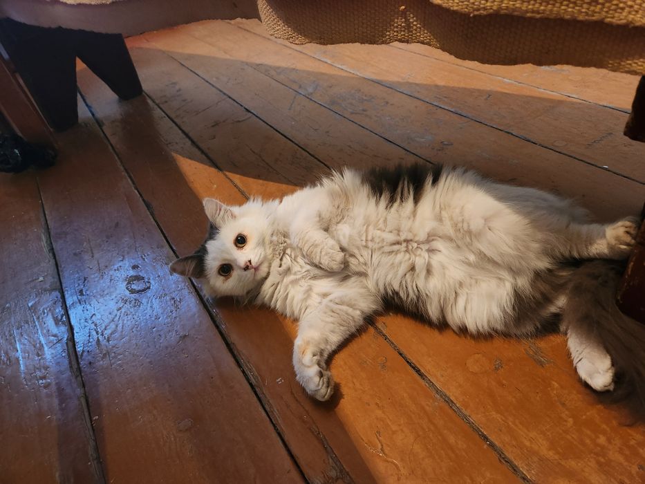 Отдам бесплатно котенка мальчика