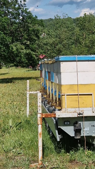 Miere de salcâm și de rapiță