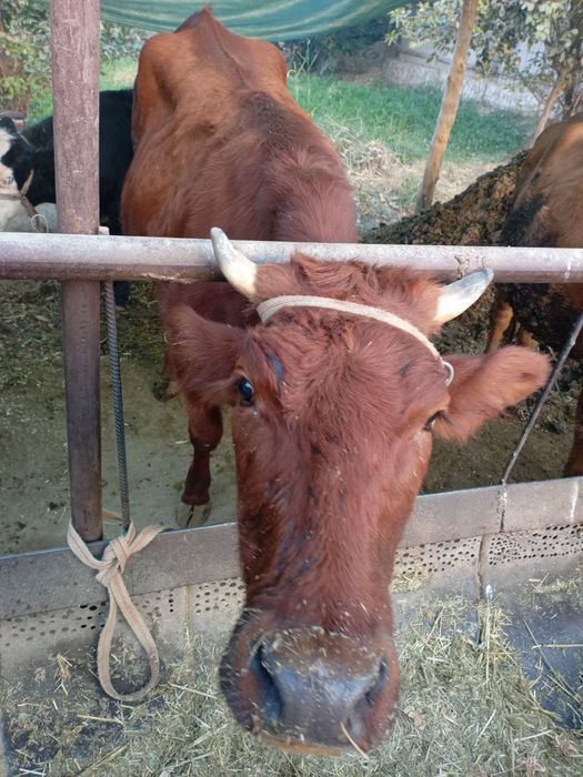 КораМоллар сотилади