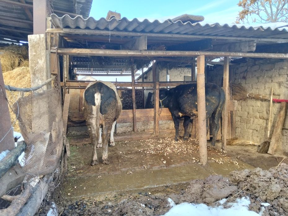 Скот бычки кочкар