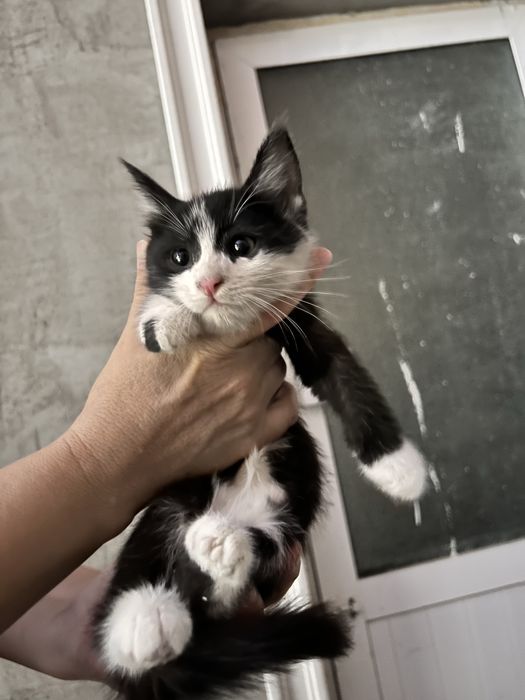 Отдам кошек на добрые руки