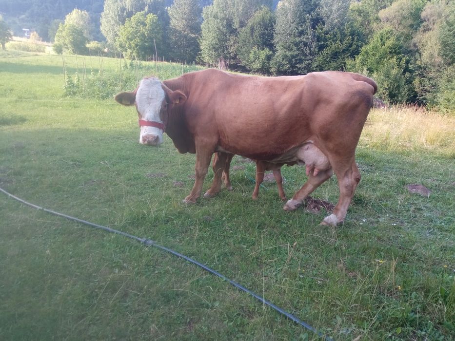 Vaca  cu vițică metiș