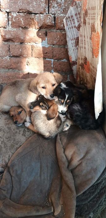 Подаряваме 5 малки кучета