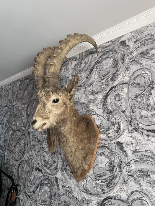 Козерог горного козла